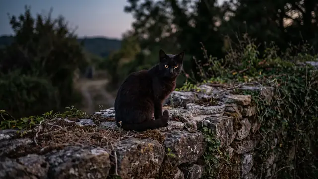 Alacakaranlıkta eski taş duvarda oturan kara kedi