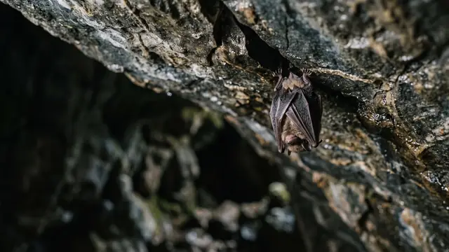 Karanlık taş mağarada baş aşağı asılı yarasa